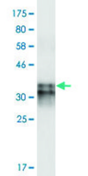 Monoclonal Anti-HCRTR2 antibody produced in mouse clone 1E3, purified immunoglobulin, buffered aqueous solution