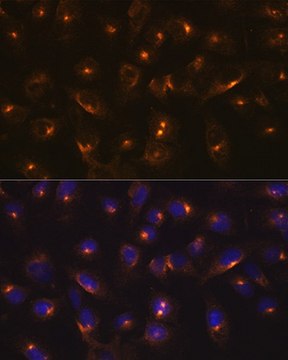 Anti-RAB11A antibody produced in rabbit