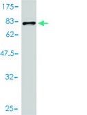 Monoclonal Anti-TUBA6 antibody produced in mouse clone 1D2-H5, purified immunoglobulin, buffered aqueous solution