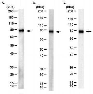 Anti-CPEB4 Antibody, clone A4