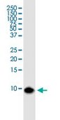 Monoclonal Anti-BANF1 antibody produced in mouse clone M2, purified immunoglobulin, buffered aqueous solution