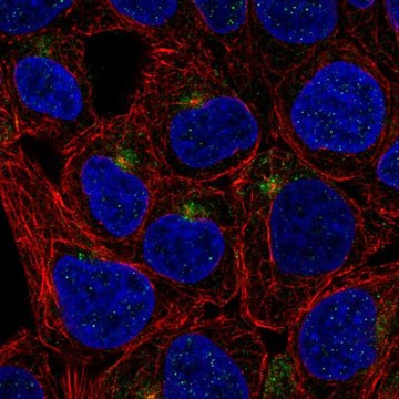 Anti-TMEM63A antibody produced in rabbit Prestige Antibodies&#174; Powered by Atlas Antibodies, affinity isolated antibody