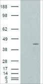 Anti-NCF4/P40PHOX antibody produced in goat affinity isolated antibody, buffered aqueous solution