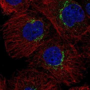 Anti-RER1 antibody produced in rabbit Prestige Antibodies&#174; Powered by Atlas Antibodies, affinity isolated antibody