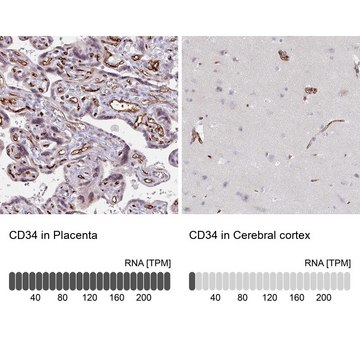 Anti-CD34 antibody produced in rabbit Prestige Antibodies&#174; Powered by Atlas Antibodies, affinity isolated antibody, buffered aqueous glycerol solution