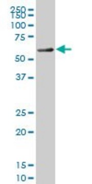 ANTI-FOXC2 antibody produced in mouse clone 3E6, purified immunoglobulin, buffered aqueous solution