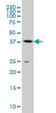 Monoclonal Anti-AHCY antibody produced in mouse clone 4H2, ascites fluid