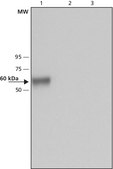 Anti-Glucocerebrosidase (C-terminal) antibody produced in rabbit ~1&#160;mg/mL, affinity isolated antibody, buffered aqueous solution