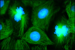 Anti-Mouse IgG (whole molecule)–FITC antibody produced in goat affinity isolated antibody, buffered aqueous solution