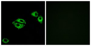 Anti-NPY5R antibody produced in rabbit affinity isolated antibody