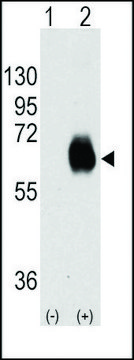 Monoclonal Anti-OIT3 antibody produced in mouse IgG fraction of antiserum, buffered aqueous solution