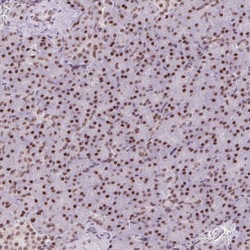 Anti-TRA2B antibody produced in rabbit Prestige Antibodies&#174; Powered by Atlas Antibodies, affinity isolated antibody, buffered aqueous glycerol solution