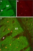 Anti-Muscarinic Acetylcholine Receptor (M1) antibody produced in rabbit affinity isolated antibody, lyophilized powder