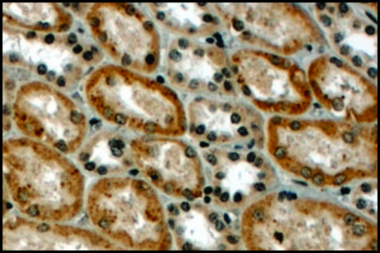 Anti-RNF34 (N-terminal) antibody produced in goat affinity isolated antibody, buffered aqueous solution