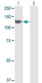 Monoclonal Anti-HIP1 antibody produced in mouse clone 1F12, purified immunoglobulin, buffered aqueous solution