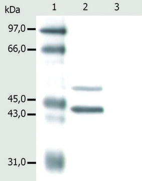 Monoclonal Anti-Cytokeratin 5/18 antibody produced in mouse clone C-50
