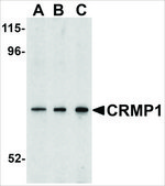 Anti-CRMP1 antibody produced in rabbit affinity isolated antibody, buffered aqueous solution