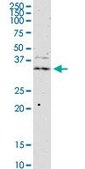 Monoclonal Anti-JAM2 antibody produced in mouse clone 1G4, purified immunoglobulin, buffered aqueous solution