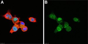 Anti-SNAI1 Antibody, clone 1F16 ZooMAb&#174; Rabbit Monoclonal recombinant, expressed in HEK 293 cells