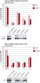 GenElute&#8482; Direct mRNA Miniprep Kits sufficient for 70&#160;purifications