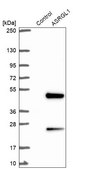 Anti-ASRGL1 antibody produced in rabbit Prestige Antibodies&#174; Powered by Atlas Antibodies, affinity isolated antibody, buffered aqueous glycerol solution