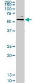Monoclonal Anti-UBQLN2 antibody produced in mouse clone 5F5, purified immunoglobulin, buffered aqueous solution