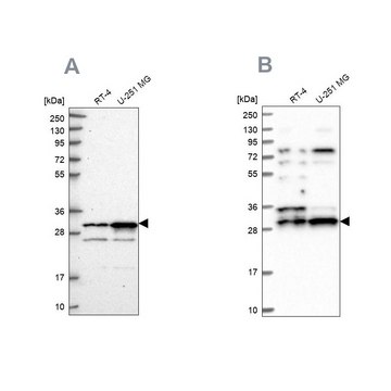 Anti-HAUS1 antibody produced in rabbit Prestige Antibodies&#174; Powered by Atlas Antibodies, affinity isolated antibody, buffered aqueous glycerol solution
