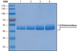Chitotriosidase human recombinant, expressed in HEK 293 cells