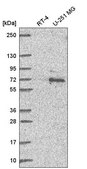 Anti-UBQLN1 antibody produced in rabbit Prestige Antibodies&#174; Powered by Atlas Antibodies, affinity isolated antibody