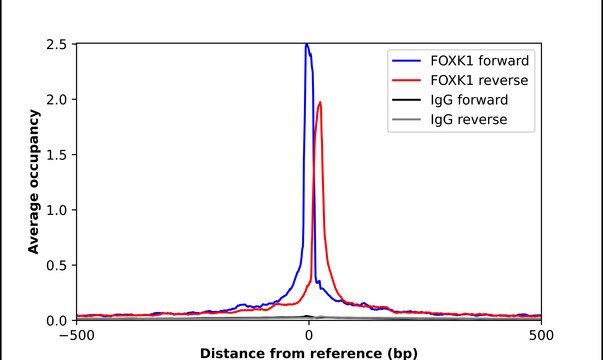 Anti-FOXK1 antibody produced in rabbit Prestige Antibodies&#174; Powered by Atlas Antibodies, affinity isolated antibody, buffered aqueous glycerol solution
