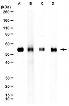 Anti-Caspase-8 Antibody, clone C15