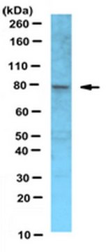 Anti-Xrcc1 Antibody serum, from rabbit