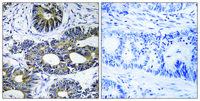 Anti-EIF1AY antibody produced in rabbit affinity isolated antibody