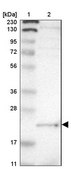 Anti-LITAF antibody produced in rabbit Prestige Antibodies&#174; Powered by Atlas Antibodies, affinity isolated antibody, buffered aqueous glycerol solution