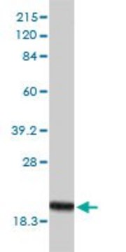 Monoclonal Anti-POLR2H antibody produced in mouse clone 3G6-1A4, purified immunoglobulin, buffered aqueous solution