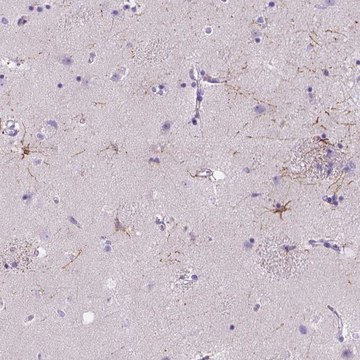 Anti-MYH15 antibody produced in rabbit Prestige Antibodies&#174; Powered by Atlas Antibodies, affinity isolated antibody, buffered aqueous glycerol solution