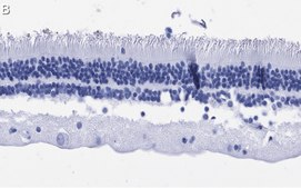 Anti-Rhodopsin Antibody, clone 5D17 ZooMAb&#174; Rabbit Monoclonal recombinant, expressed in HEK 293 cells