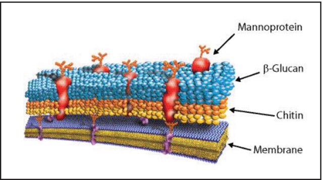 Lyticase from Arthrobacter luteus lyophilized powder, &#8805;2,000&#160;units/mg protein, Protein &#8805;20&#160;% by biuret