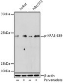 Anti-Phospho-KRAS-S89 antibody produced in rabbit