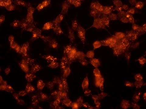 Anti-Flotillin 1 antibody produced in rabbit ~1&#160;mg/mL, affinity isolated antibody, buffered aqueous solution