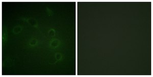 Anti-CD45 antibody produced in rabbit affinity isolated antibody