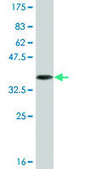 Monoclonal Anti-CNTNAP4 antibody produced in mouse clone 5G1, ascites fluid, buffered aqueous solution