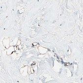 Anti-FAM213A antibody produced in rabbit Prestige Antibodies&#174; Powered by Atlas Antibodies, affinity isolated antibody, buffered aqueous glycerol solution