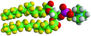 16:0 PC-d66 Avanti Research&#8482; - A Croda Brand, powder