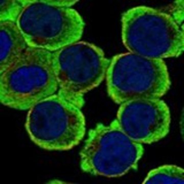 Anti-RAPGEF2 antibody produced in rabbit Prestige Antibodies&#174; Powered by Atlas Antibodies, affinity isolated antibody, buffered aqueous glycerol solution