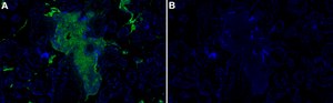Anti-Fibrin Antibody, clone 59D8 ZooMAb&#174; Mouse Monoclonal recombinant, expressed in HEK 293 cells