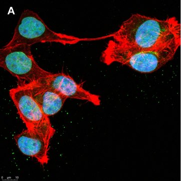 Anti-DOCK11 Antibody, clone 1F11 ZooMAb&#174; Rabbit Monoclonal recombinant, expressed in HEK 293 cells