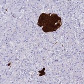 Anti-SCGN antibody produced in rabbit affinity isolated antibody, buffered aqueous glycerol solution