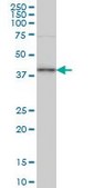 Monoclonal Anti-TFAP4 antibody produced in mouse clone 7A10, purified immunoglobulin, buffered aqueous solution