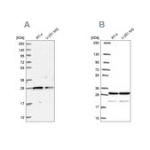 Anti-PGRMC2 antibody produced in rabbit Prestige Antibodies&#174; Powered by Atlas Antibodies, affinity isolated antibody, buffered aqueous glycerol solution